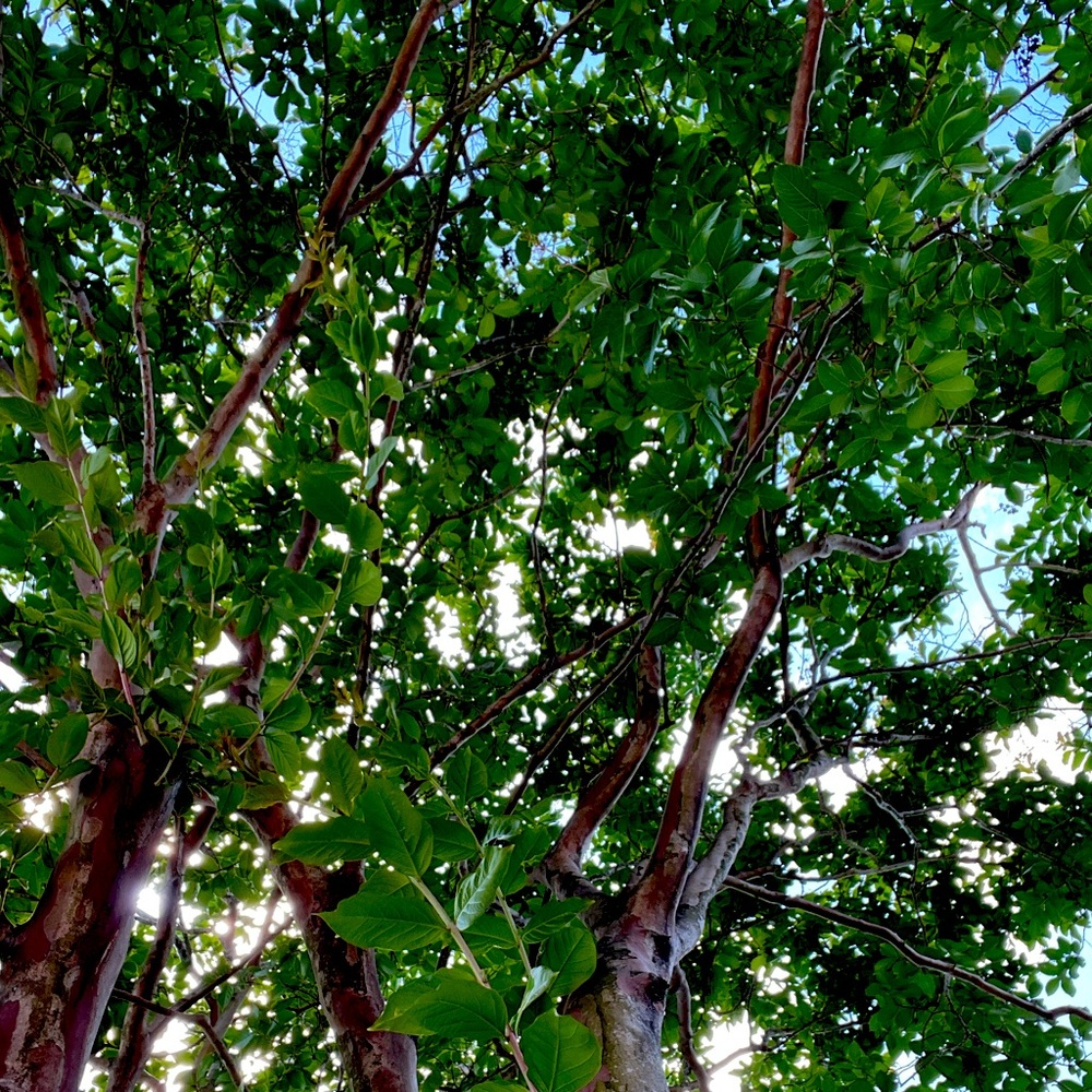 Meet your Posher, Majormax